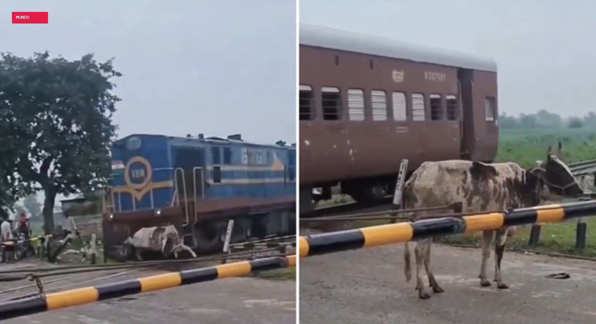 É FATO: Vaca se levanta após ser atingida por trem na Índia