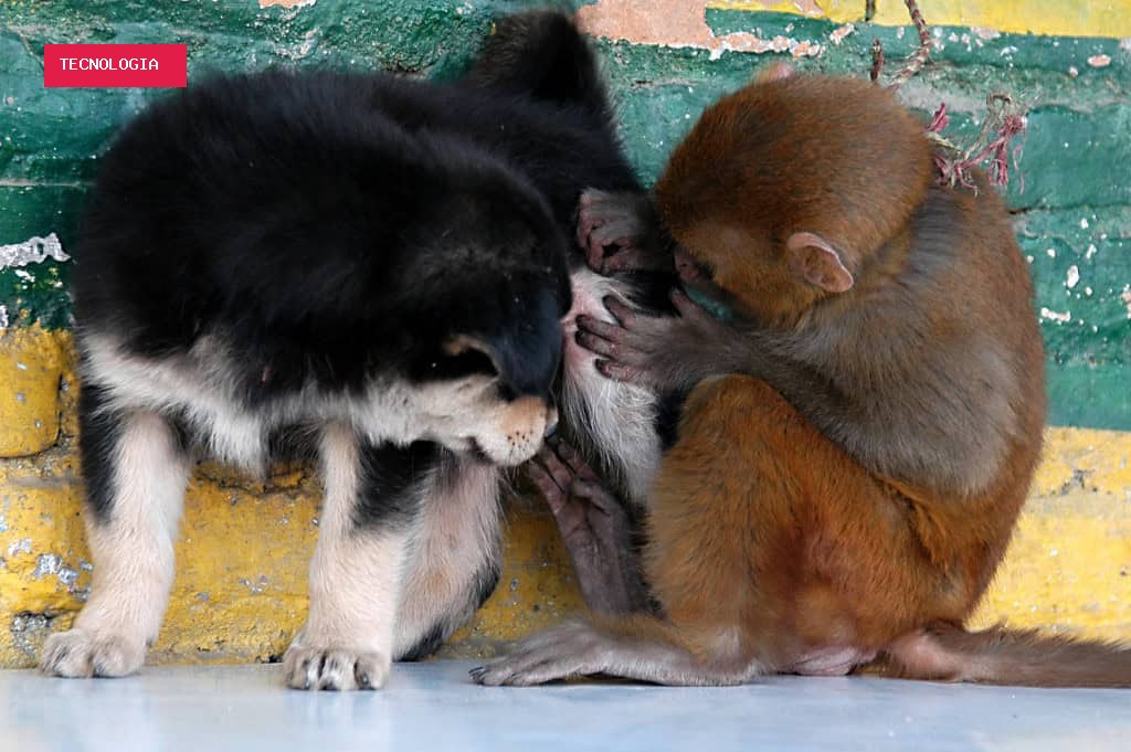 Macacos e outros primatas criam vínculos com animais de outras espécies?