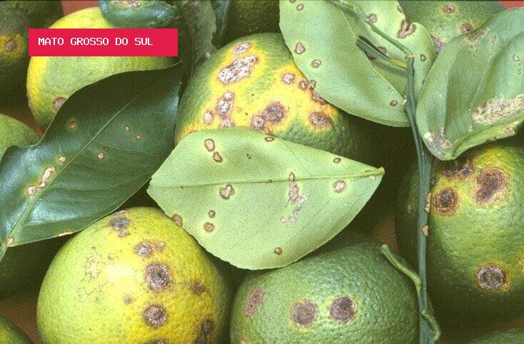 Praga que mancha frutos coloca citros na mira de novo controle nacional