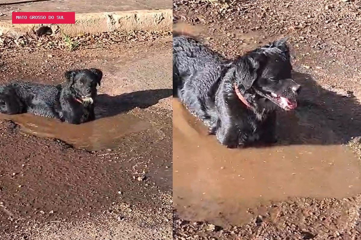 Cachorro faz buraco com água de banheira para se refrescar do calorão em Campo Grande; VÍDEO