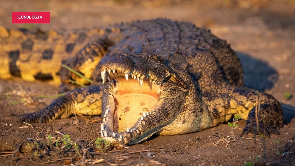 Crocodilos já foram “reis” na América do Sul