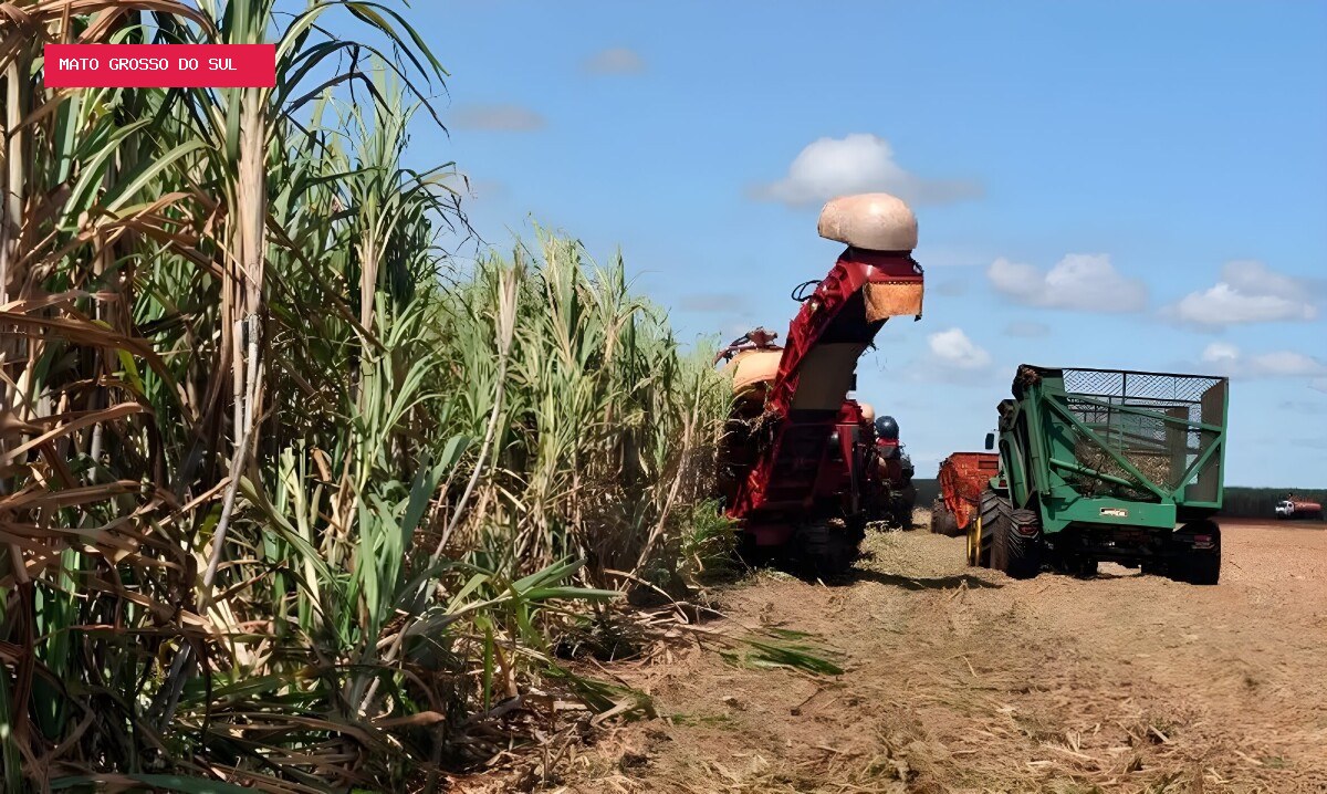 Preços agropecuários sobem 1,53% em julho, aponta Cepea