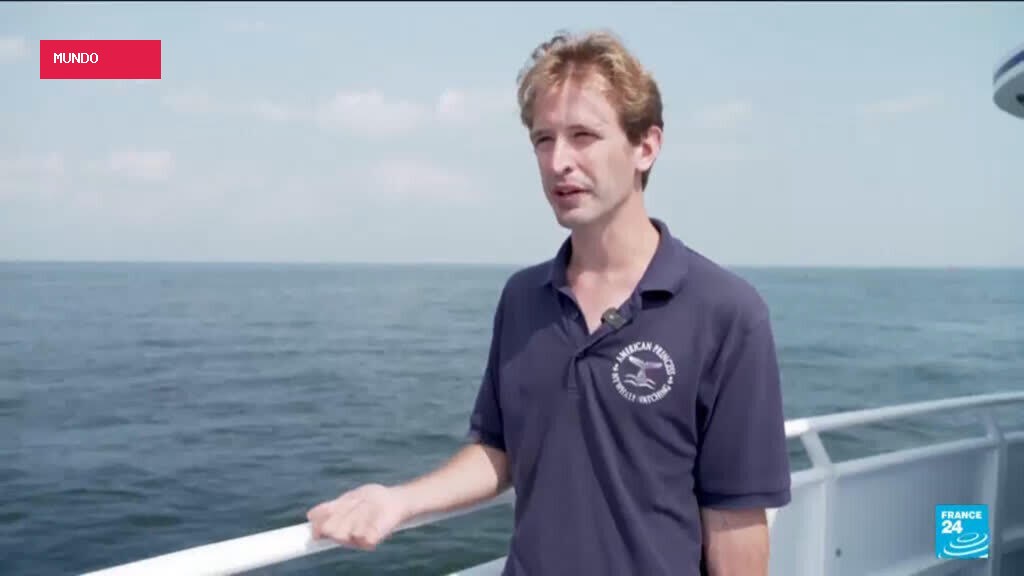 Whales spark joy in New York but face threats from boat traffic