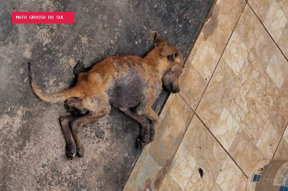 Cachorro é encontrado agonizando em casa abandonada no Jardim Centro-Oeste