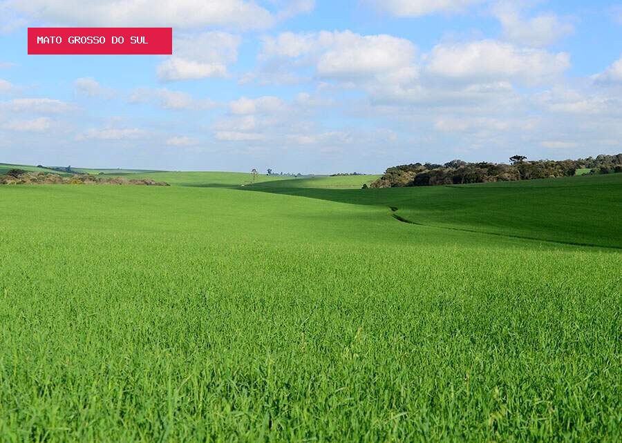 Soja enfrenta El Niño e produtor precisa se preparar para chuvas irregulares