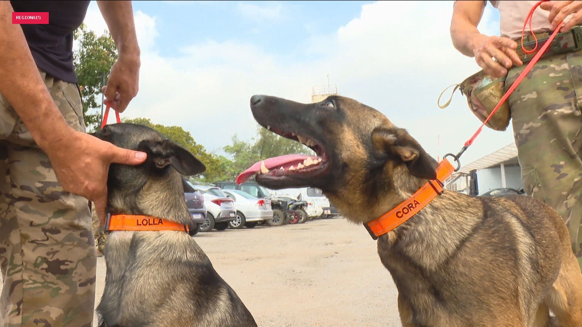 Cães farejadores da Core ganham missão pioneira de localizar corpos em cemitérios clandestinos