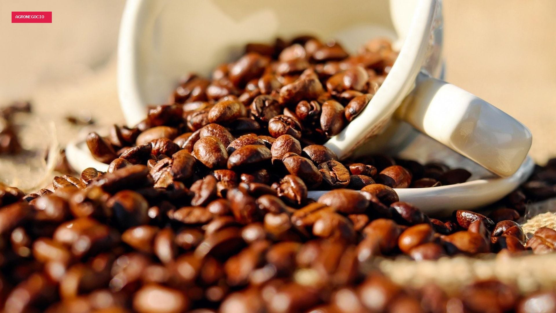 Safra 2026/27 de café inicia com ritmo acelerado, mas chuvas ainda limitam a oferta