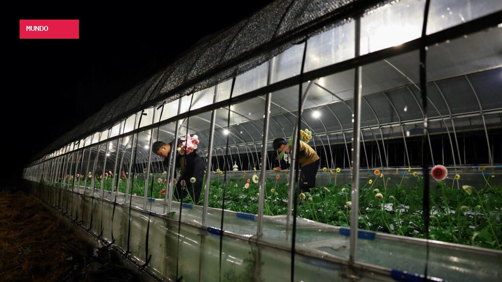 Deadly daytime heat turns Japanese farmers nocturnal