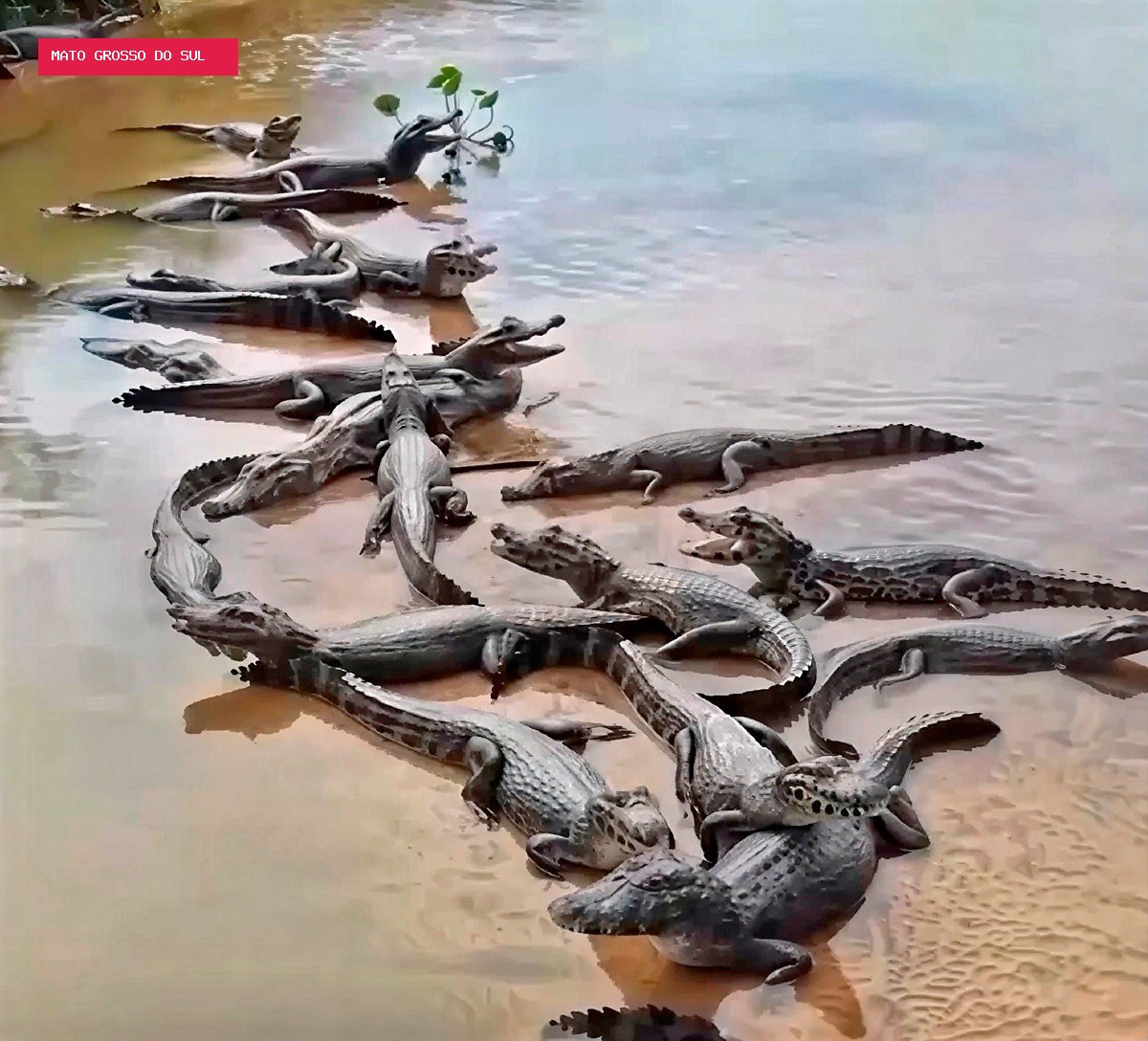Seca revela banco de areia com cerca de 20 jacarés no Taquari