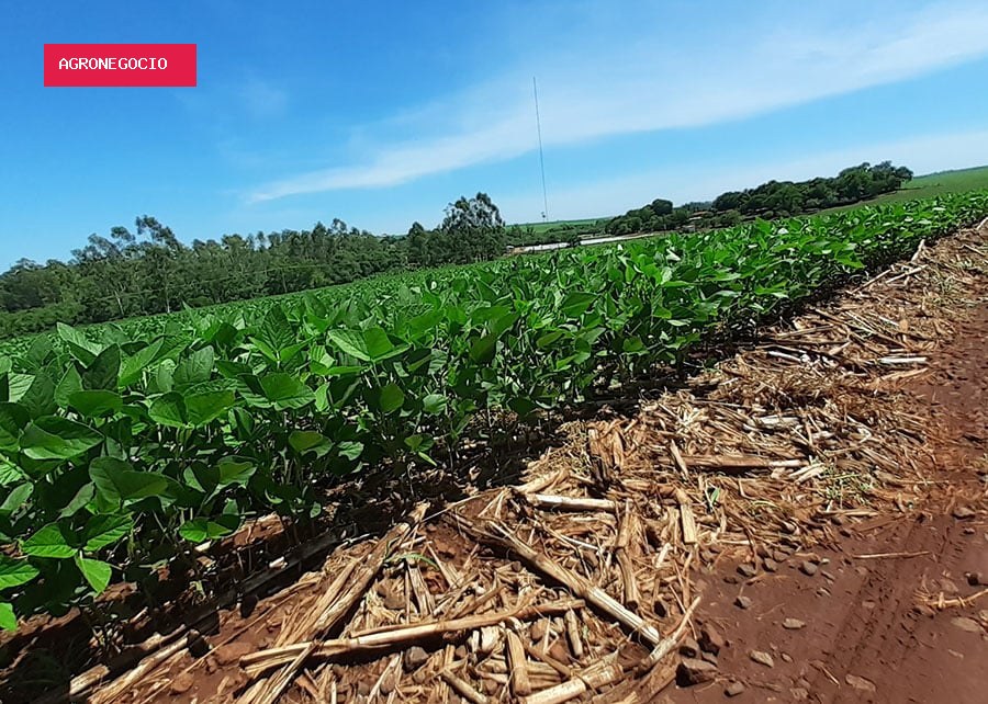 El Niño aumenta riscos para a soja na safra 26/27