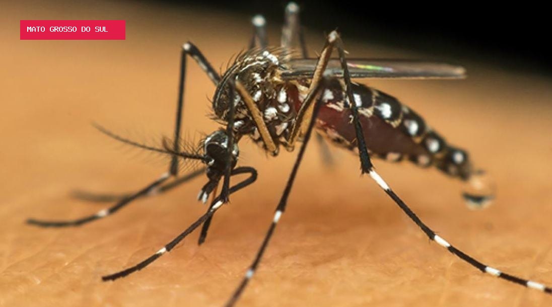 MS confirma mais de 10 mil casos de chikungunya