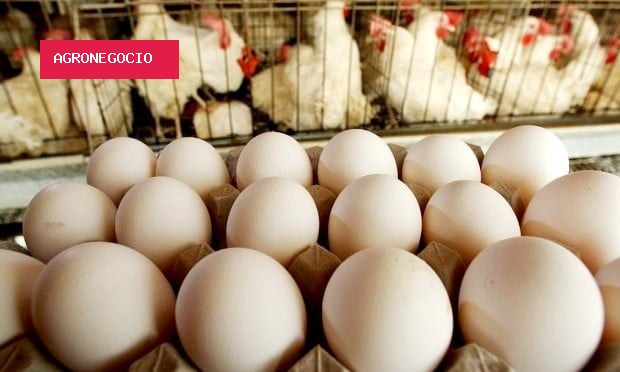 Mortalidade em granjas cai quase 80% após controle de ácaros e piolhos, diz estudo