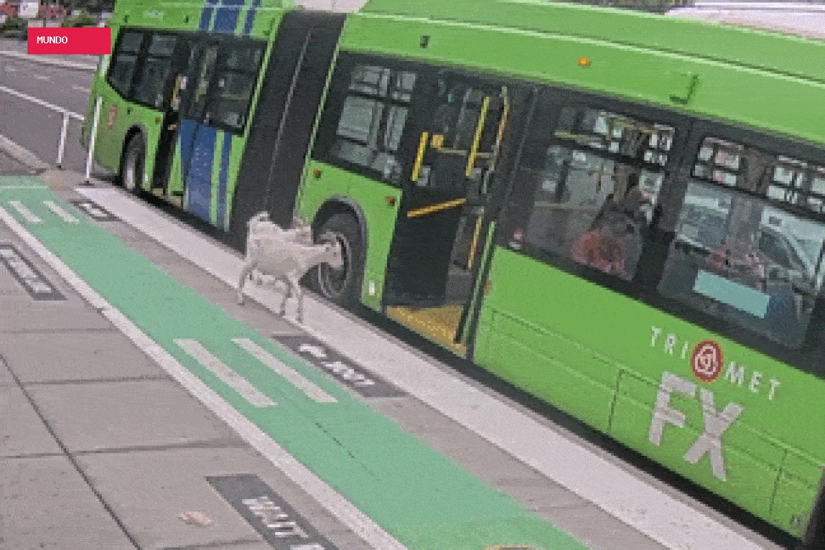Cabras embarcam em ônibus nos EUA e acabam expulsas por passageiros