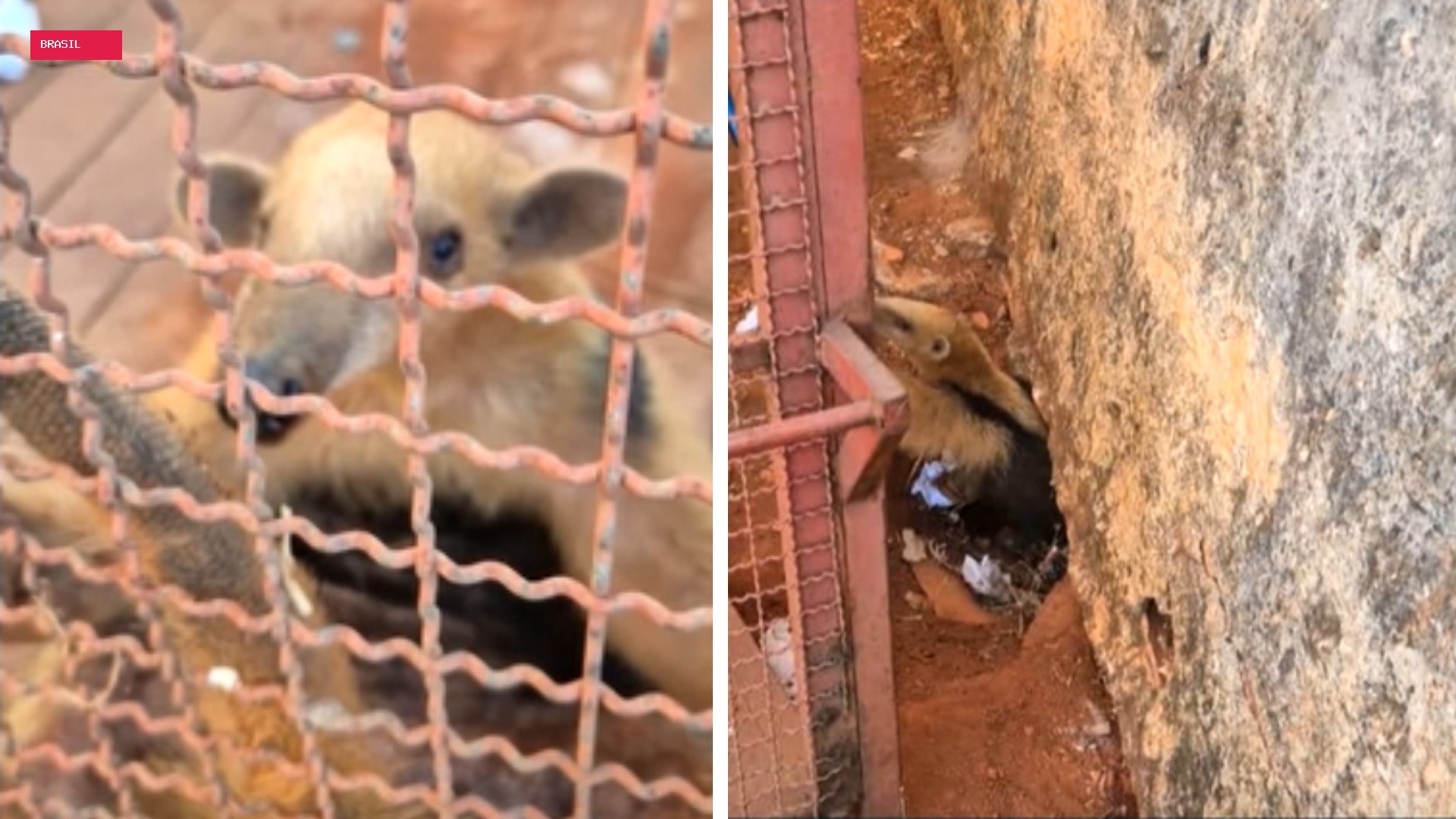 Tamanduá-mirim é resgatado após invadir escola, em Formosa