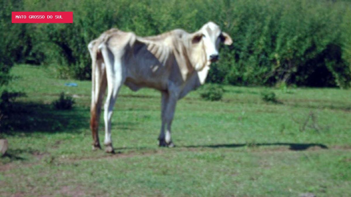 MPMS investiga suspeita de maus-tratos a bovinos em fazenda de Cassilândia