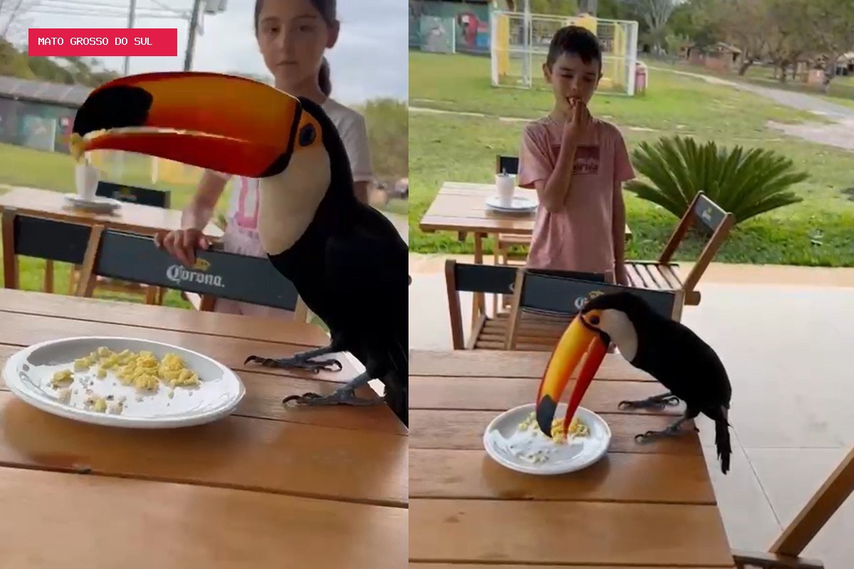 Tucano 'intruso' surpreende família gaúcha durante café da manhã em Bonito; VÍDEO