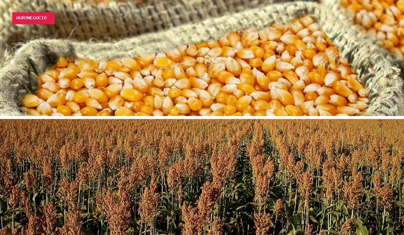 Congresso Nacional de Milho e Sorgo coloca produtividade e sanidade em foco
