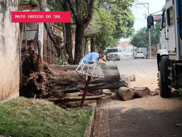 Queda de galhos e de árvore já gerou problemas para 40% dos leitores
