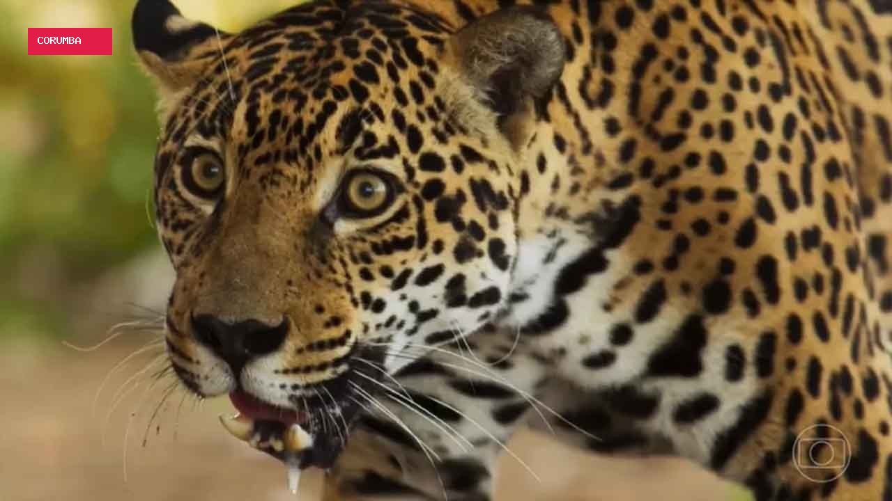 Onça que "atuou" em Pantanal está prenha e deve ter filhotes em 20 dias