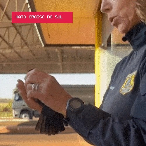 PRF de MS salva passarinho e vídeo revela paixão que já rendeu 850 registros
