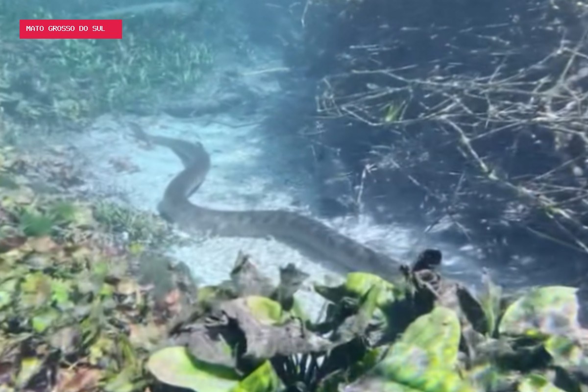 Sucuri 'desfila' no fundo de rio transparente e surpreende turistas em Bonito; VÍDEO