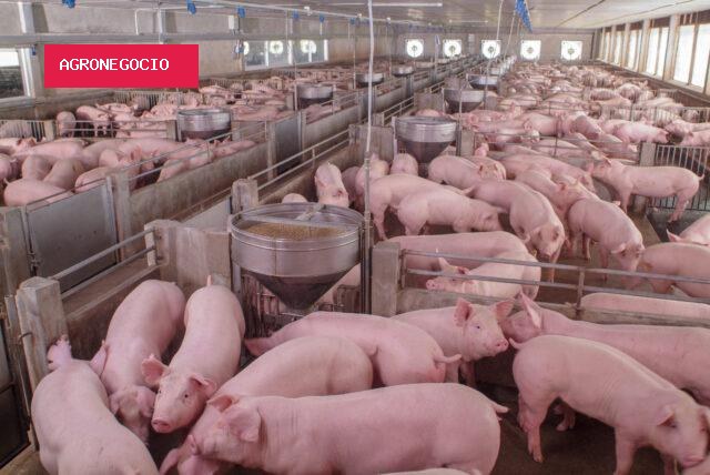 Preço baixo do suíno gera prejuízo e leva produtores a deixar atividade