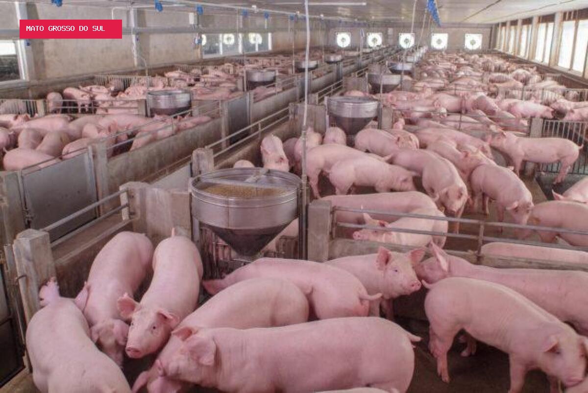 Suinocultura enfrenta preços baixos e prejuízos em 2026