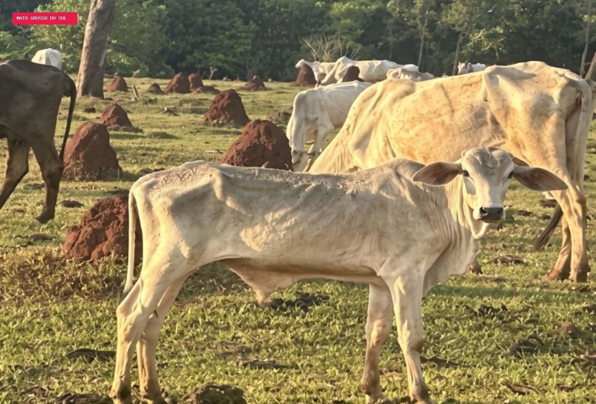 Novilha agonizando e 20 bois magros: MP investiga mais de 200 bovinos em situação crítica em MS