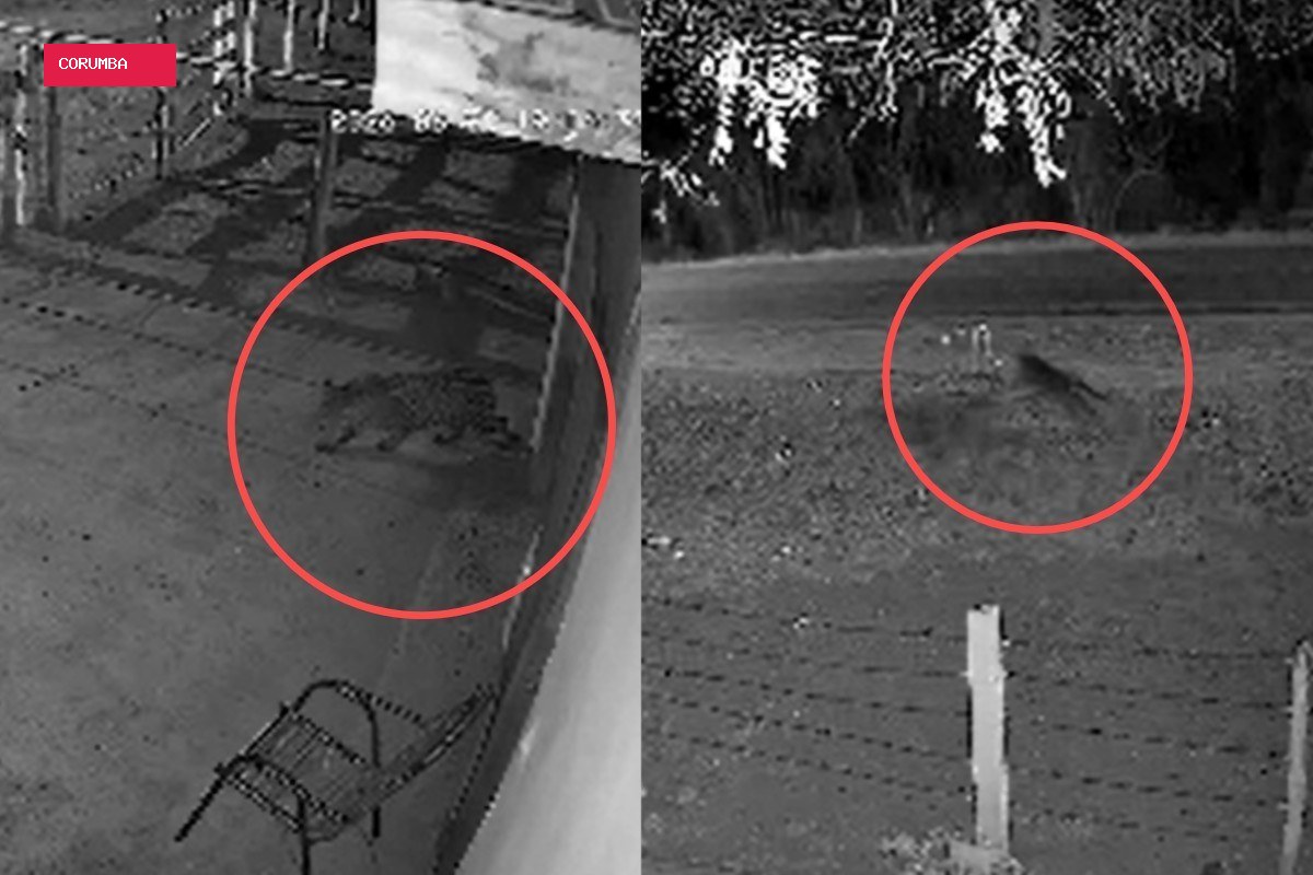 Onça que levou cachorro volta à mesma casa e tenta atacar outro cão 13 dias depois em MS; VÍDEO