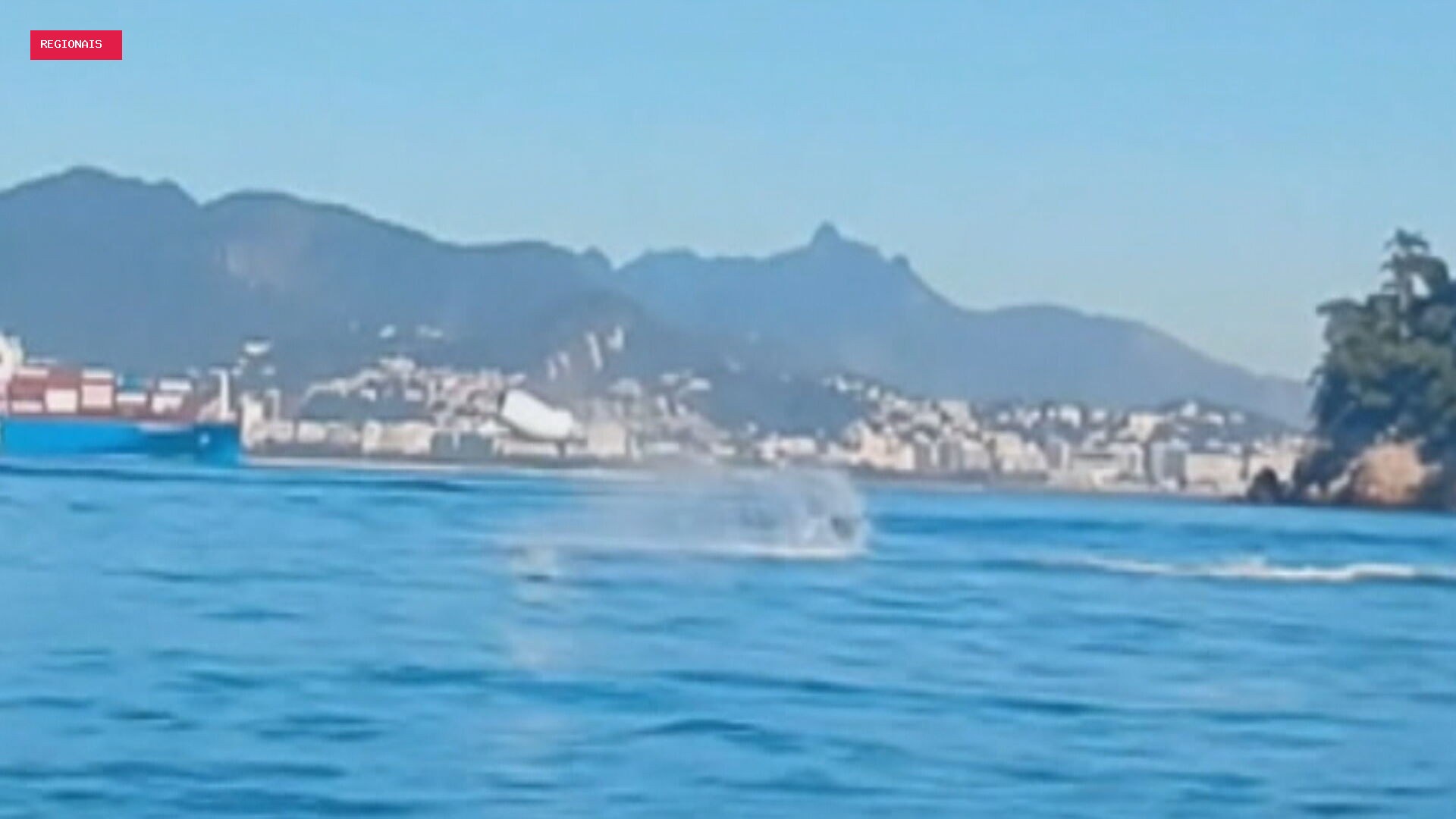 Arraia dá saltos ao lado de banhistas no mar da Praia de Boa Viagem, em Niterói