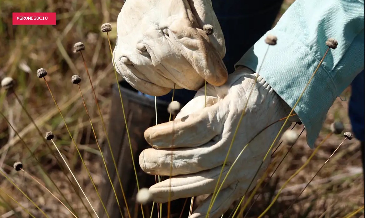 Pesquisadores redescobrem plantas raras em Minas Gerais após décadas sem registros