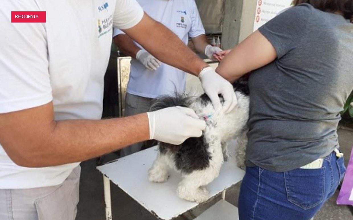 BH tem 280 pontos de vacinação de cães e gatos contra raiva neste sábado