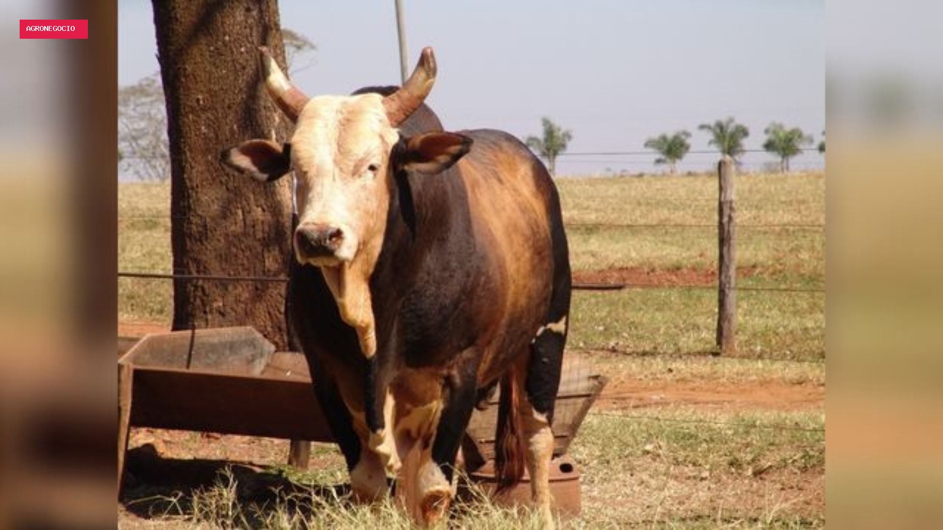 Touro Bandido: relembre a história do animal que marcou Barretos