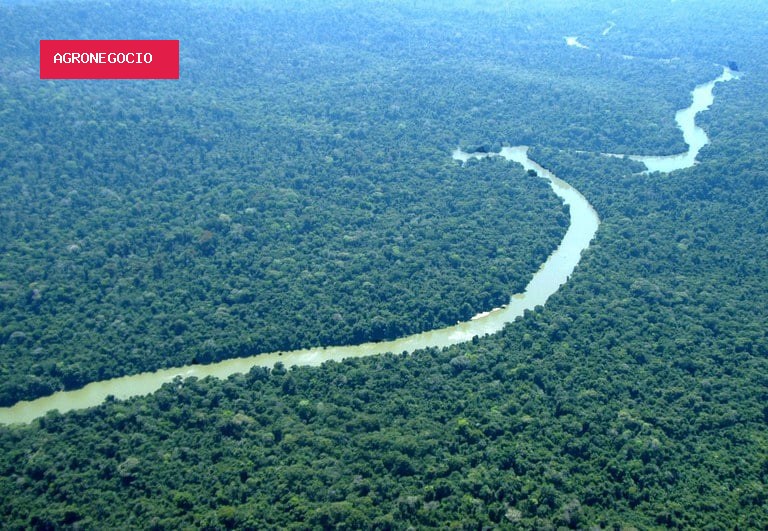 Descoberta revela quais árvores dão uma ‘nova chance’ à Amazônia após desmatamento
