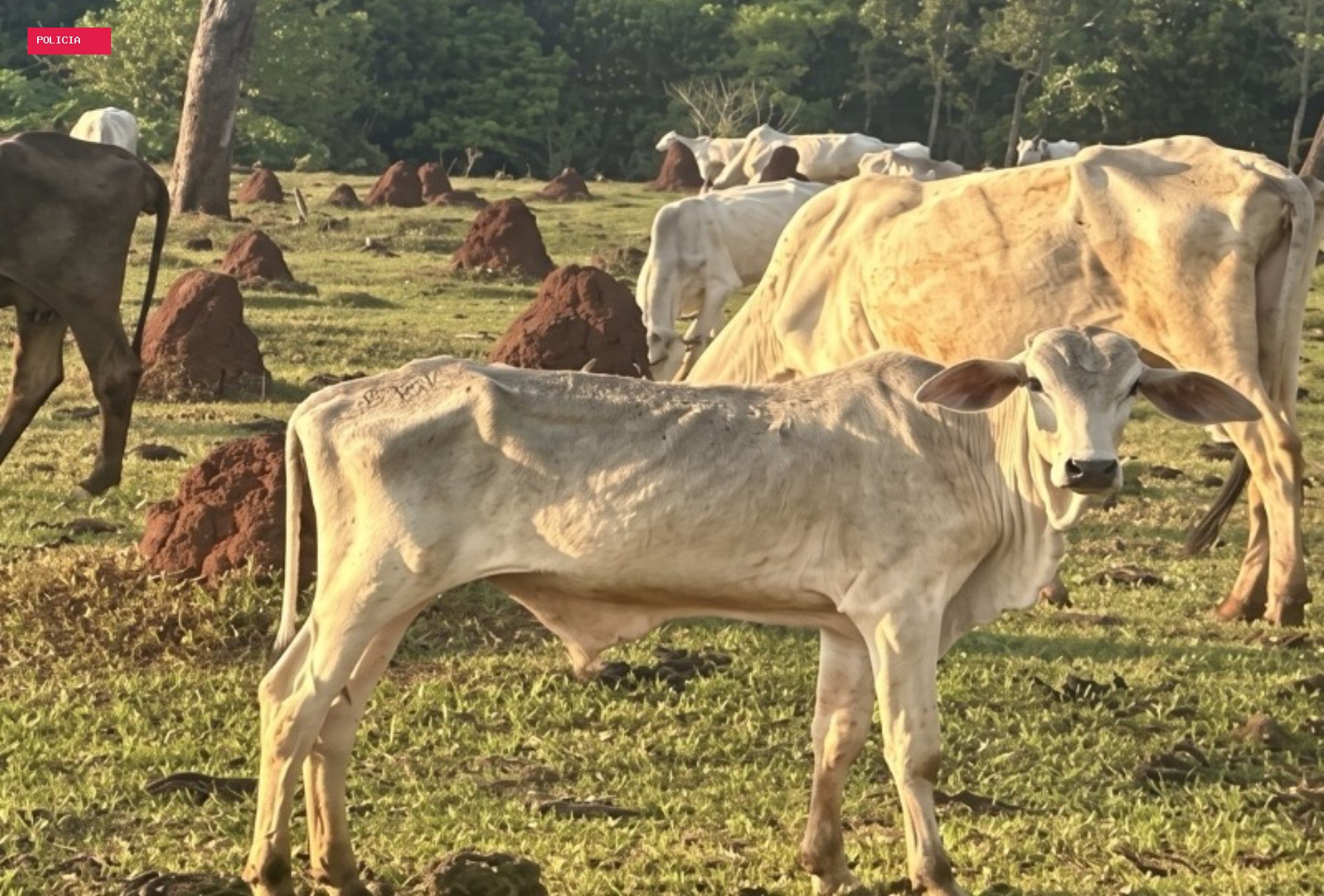 Gado agonizando e morrendo: MP investiga fazenda com 200 animais em maus-tratos extremos em MS