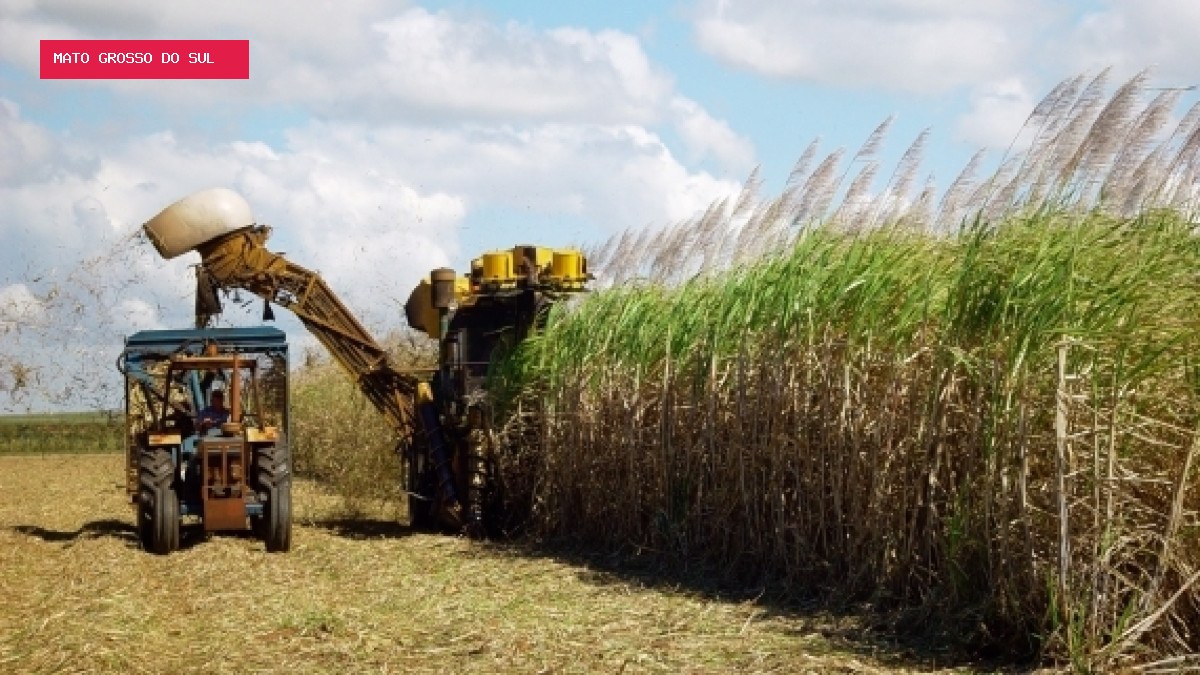 Produção de cana deve crescer 4,7% e chegar a 705,2 milhões de toneladas