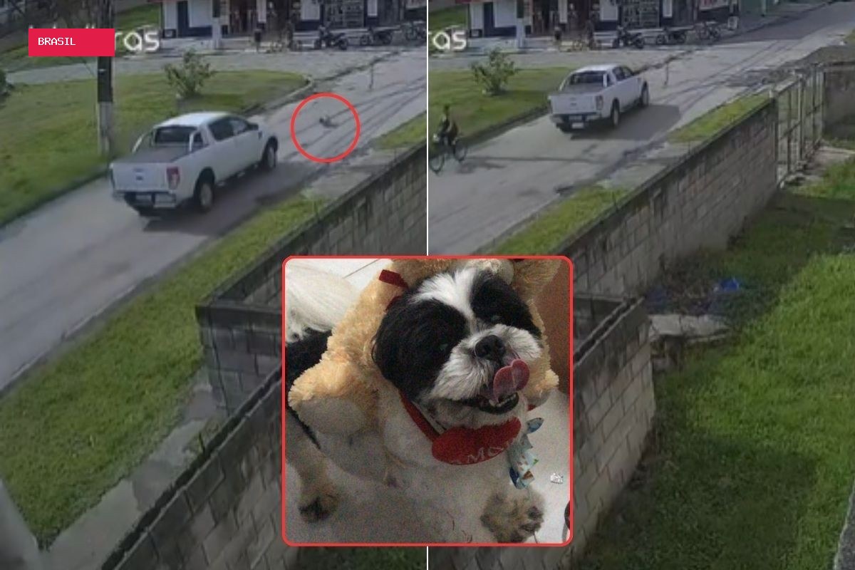 Cachorro foge de casa, é atropelado e morre no litoral de SP; motorista fugiu