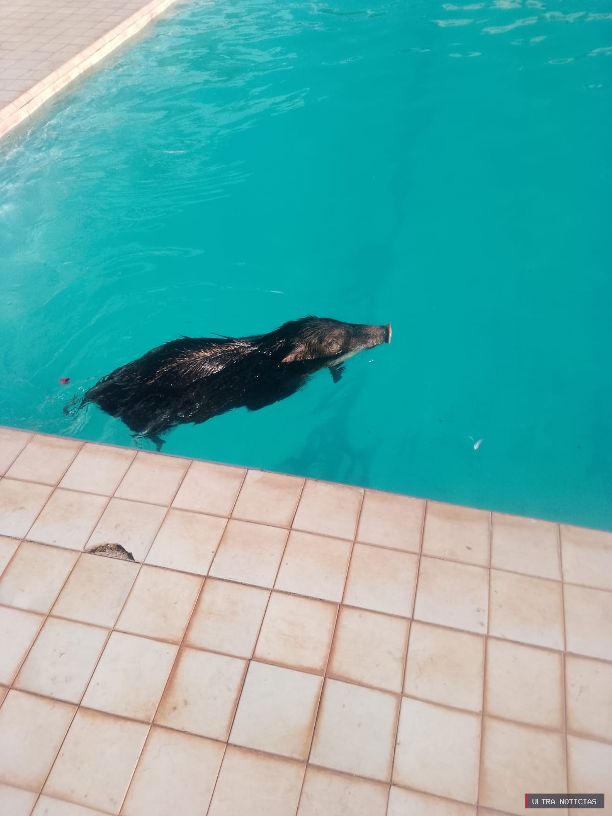 Resgate Inusitado na piscina da UFMS