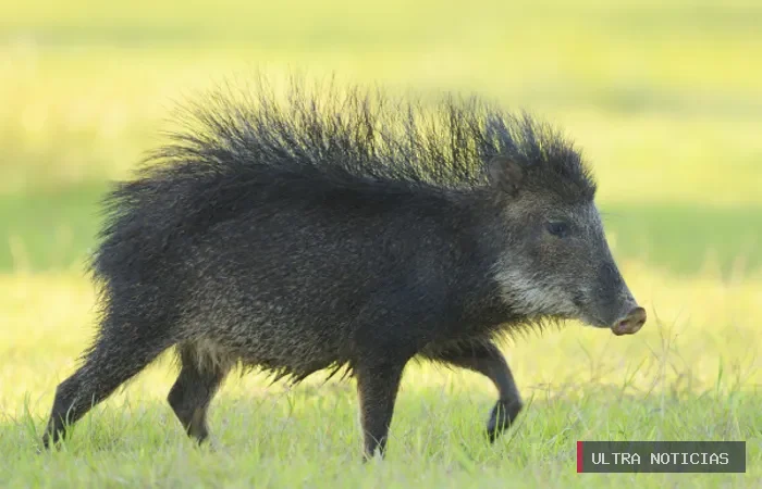 Porco Quixada