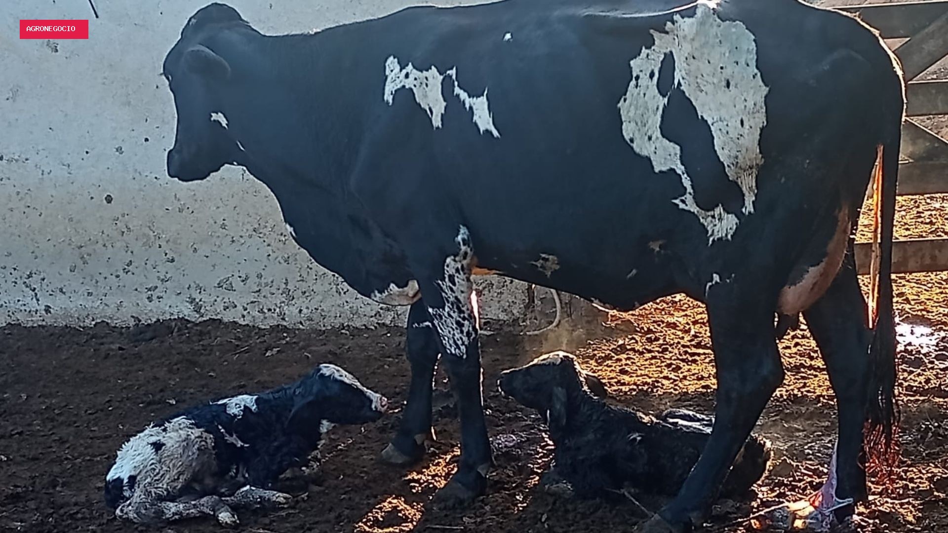 Curral eclético: vacas escutam de forró a música clássica e produzem mais leite em fazenda no ES