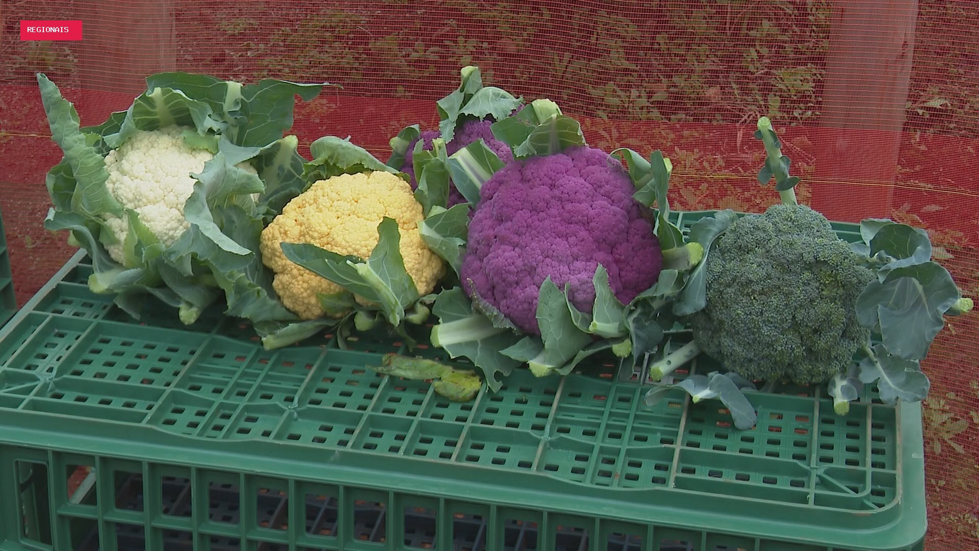 Couve-flor roxa, amarela e verde: agricultor transforma produção e conquista consumidores em Cascavel