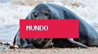 Cientistas recorrem aos tubarões para melhorar previsões sobre furacões