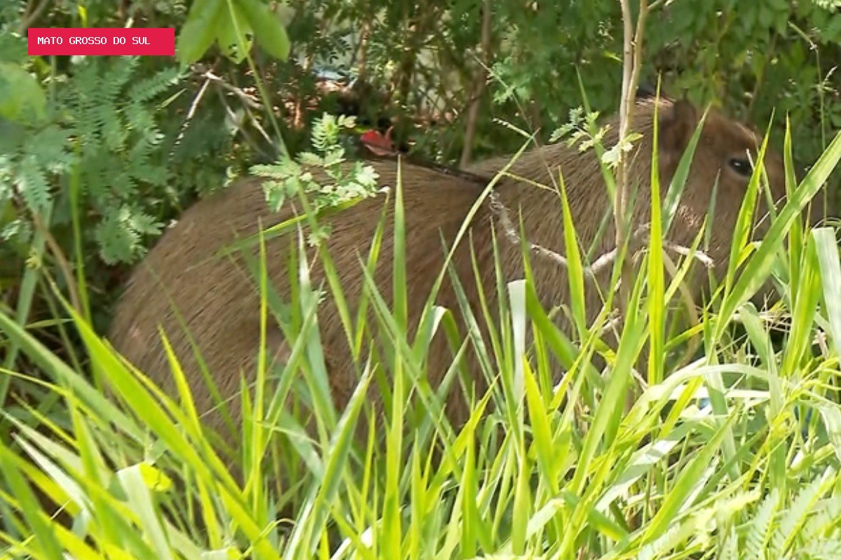 Capivara é flagrada com flecha cravada ao corpo em Campo Grande; VÍDEO