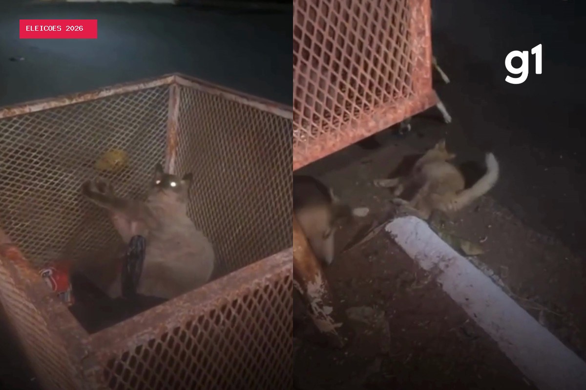 Homem é preso suspeito de matar pássaros e atirar em gatos com arma de airsoft em MT