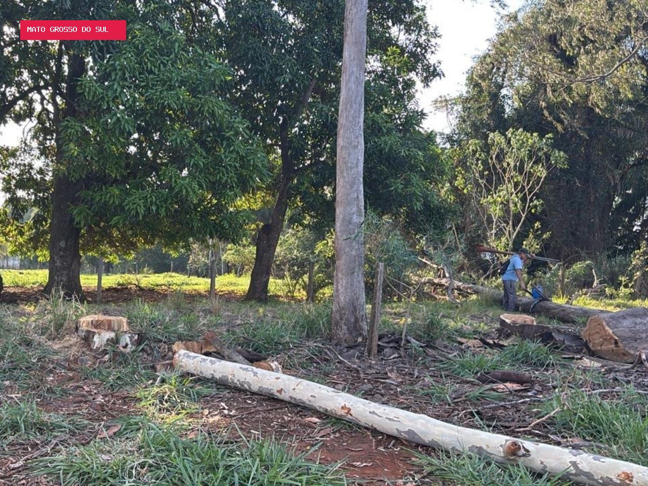 Trabalhador morre eletrocutado enquanto podava árvore em Campo Grande