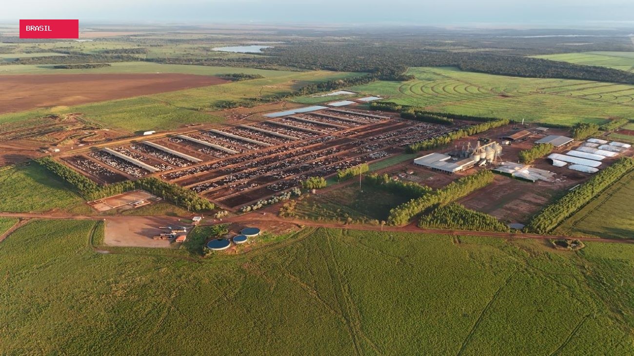 Fazendas de confinamento no Tocantins têm capacidade para manter 65 mil animais em engorda