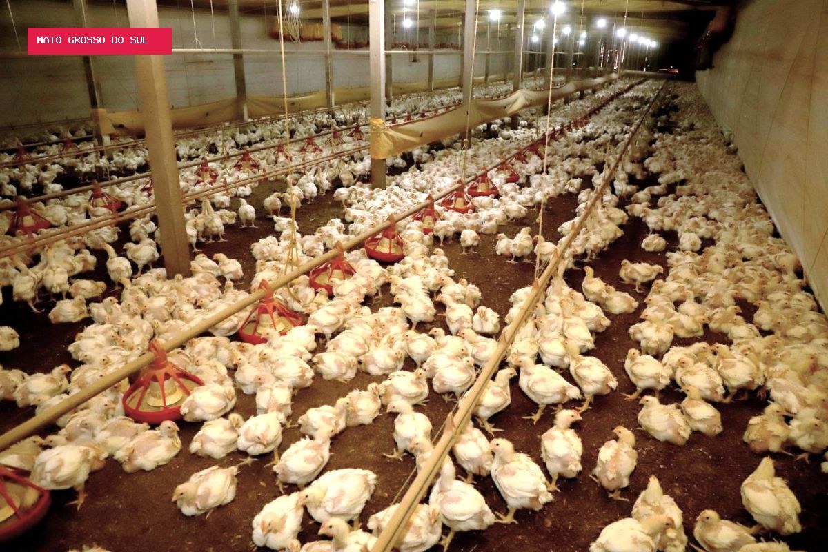 Oferta de frango cresce e pressiona preços no mercado brasileiro