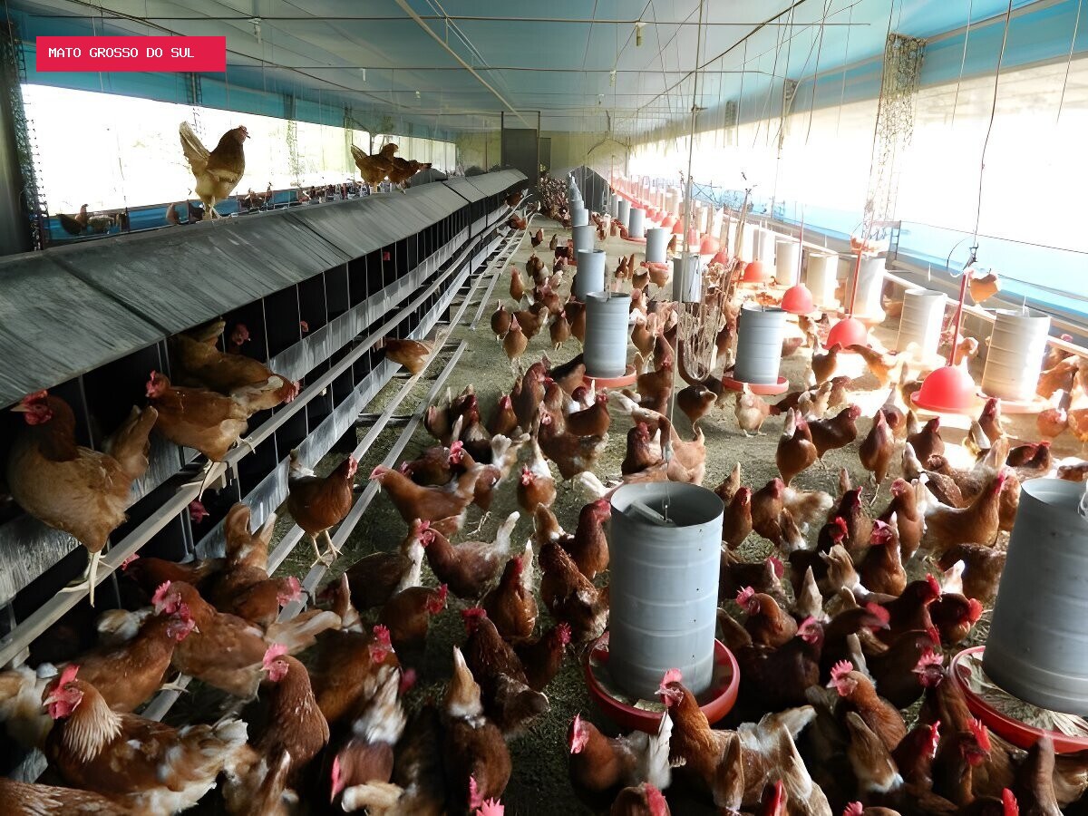 Baixa demanda pressiona preços da carne de frango no mercado interno