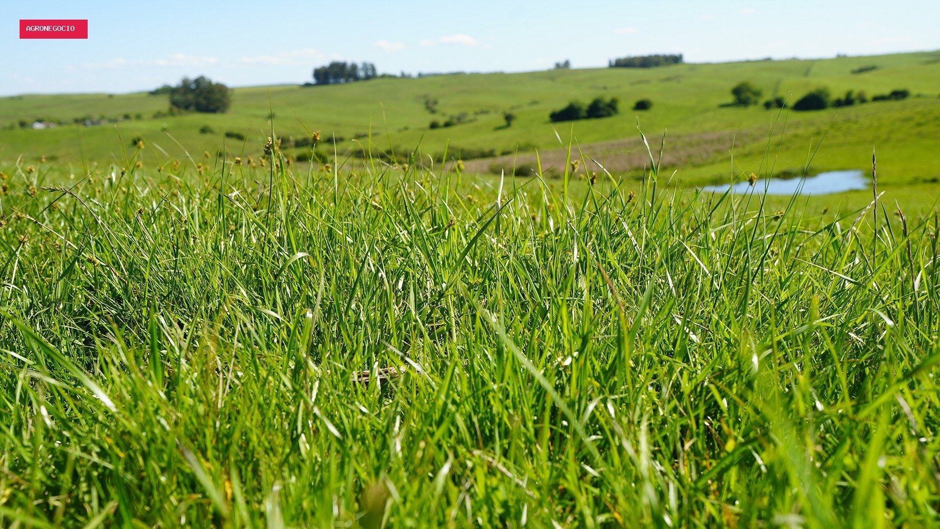 Embrapa lança nova cultivar de braquiária com potencial de aumentar ganho de peso bovino por hectare