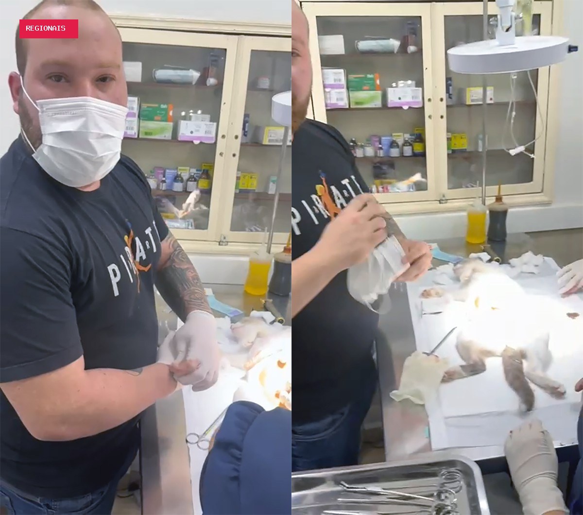 Falso veterinário é preso enquanto operava gato; outro bicho teve perna amputada